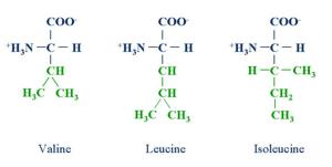 amino-molecular-structure